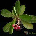 Collecion de Avonia