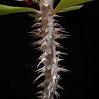 Collecion de Avonia