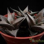 Collecion de Avonia