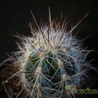 Collecion de Avonia