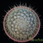 Collecion de Avonia