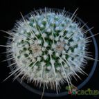 Collecion de Avonia