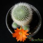 Collecion de Avonia