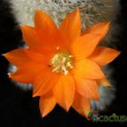 Collecion de Avonia