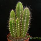 Collecion de Avonia