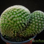 Collecion de Avonia