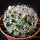 Collecion de Avonia