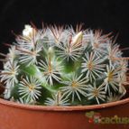 Collecion de Avonia