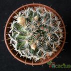 Collecion de Avonia
