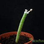 Collecion de Avonia