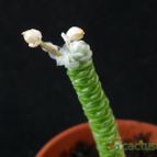 Collecion de Avonia