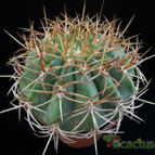 Collecion de Avonia
