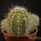 Collecion de Avonia
