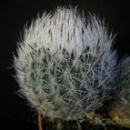 Collecion de Avonia