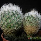 Collecion de Avonia