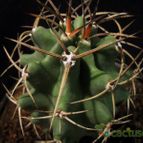 Collecion de Avonia