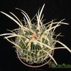 Collecion de Avonia