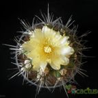 Collecion de Avonia