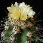 Collecion de Avonia