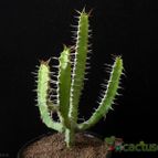 Collecion de Avonia