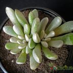 Collecion de Avonia