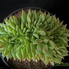 Collecion de Avonia