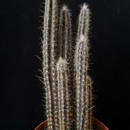 Collecion de Avonia