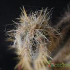 Collecion de Avonia
