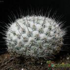 Collecion de Avonia