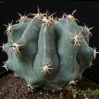 Collecion de Avonia