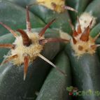 Collecion de Avonia