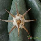 Collecion de Avonia