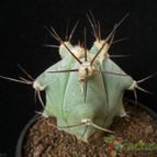 Collecion de Avonia