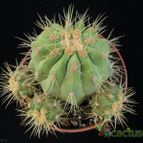 Collecion de Avonia