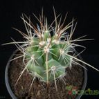 Collecion de Avonia