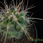 Collecion de Avonia