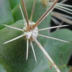 Collecion de Avonia