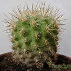Collecion de Avonia