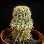 Collecion de Avonia