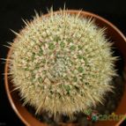 Collecion de Avonia