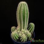 Collecion de Avonia