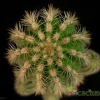 Collecion de Avonia