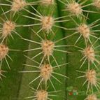 Collecion de Avonia
