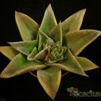 Collecion de Avonia