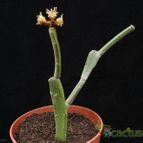 Collecion de Avonia