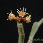 Collecion de Avonia