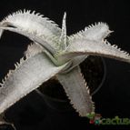 Collecion de Avonia
