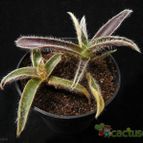 Collecion de Avonia