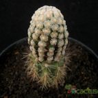 Collecion de Avonia