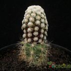 Collecion de Avonia